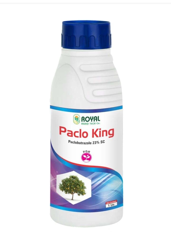 Paclo King